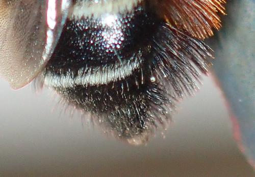 Réf. 187 119 : Megachile willughbiella